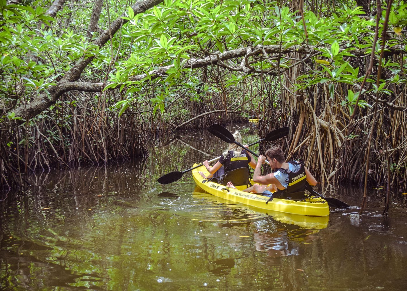 mangrove kayaking bentota